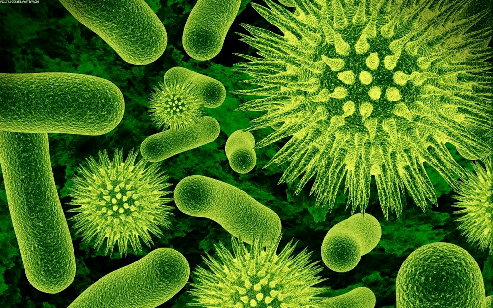 como as bactérias entram no corpo