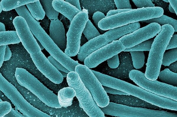 bactéria que causa prostatite infecciosa
